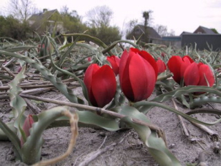 Tulipa montana (T. wilsoniana)  bestellen